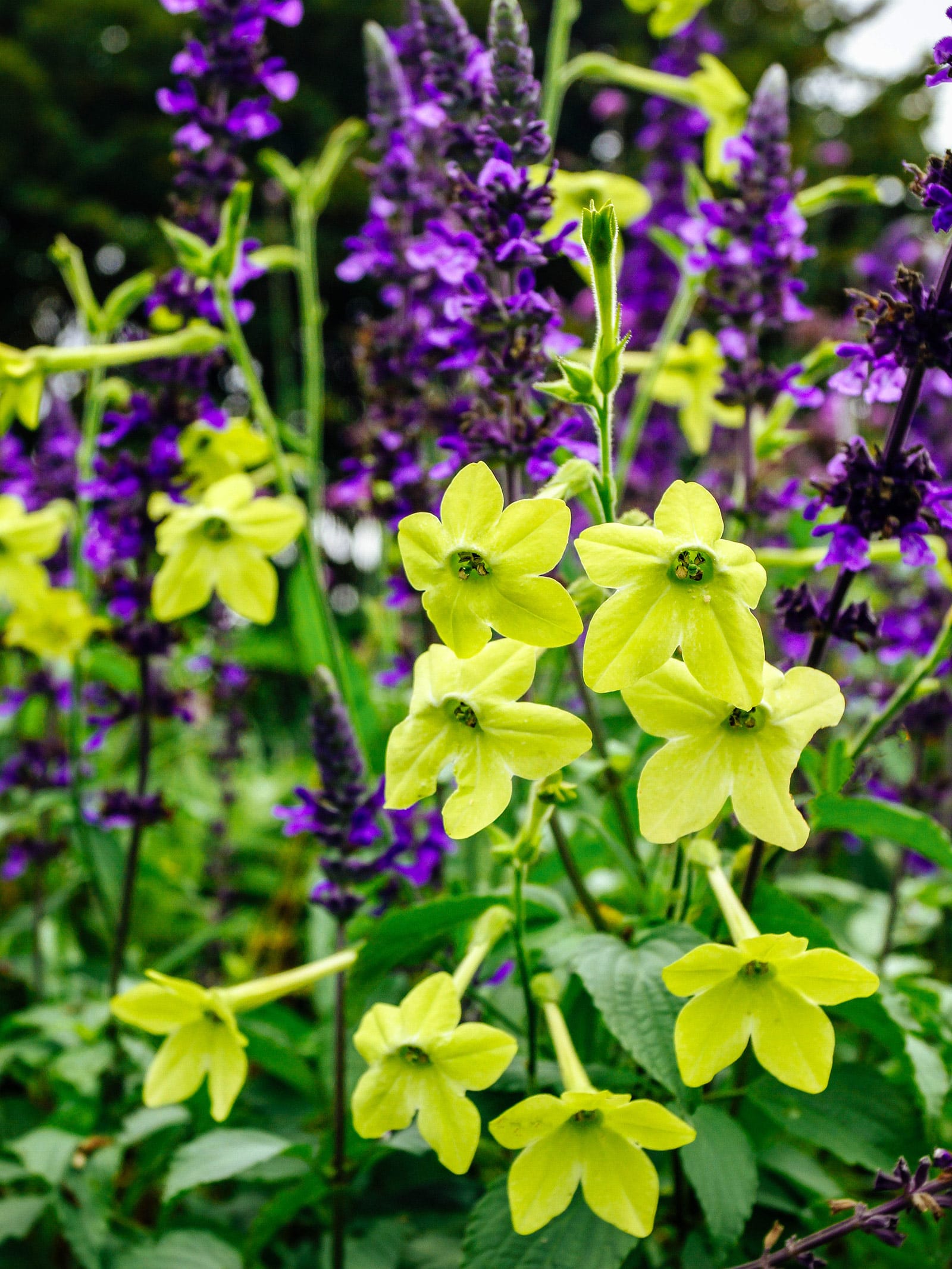 Nicotiana alata Lime Green flowers in a garden planted with sage in the background