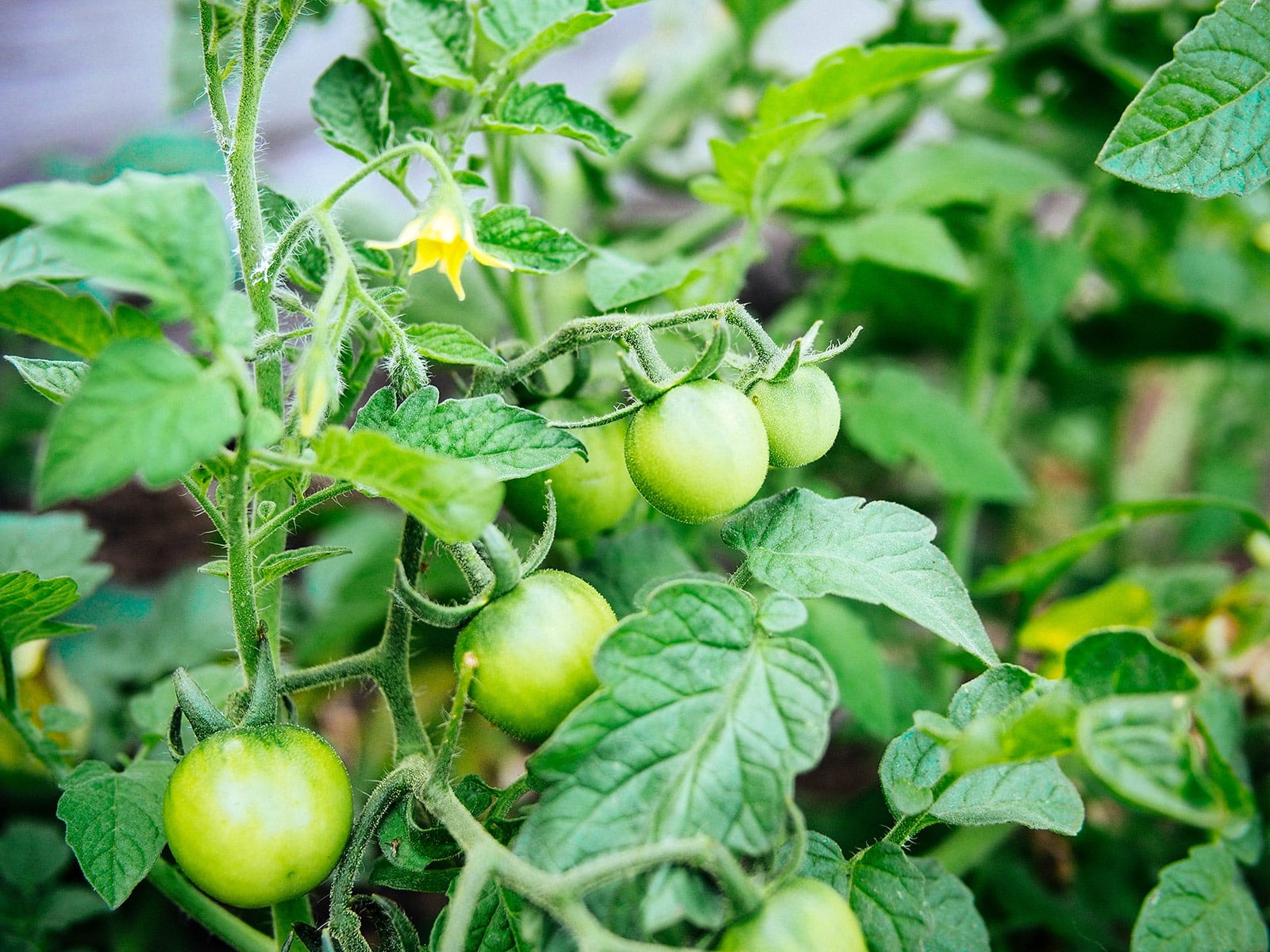 Clusters of unripe cherry tomatoes on a plant