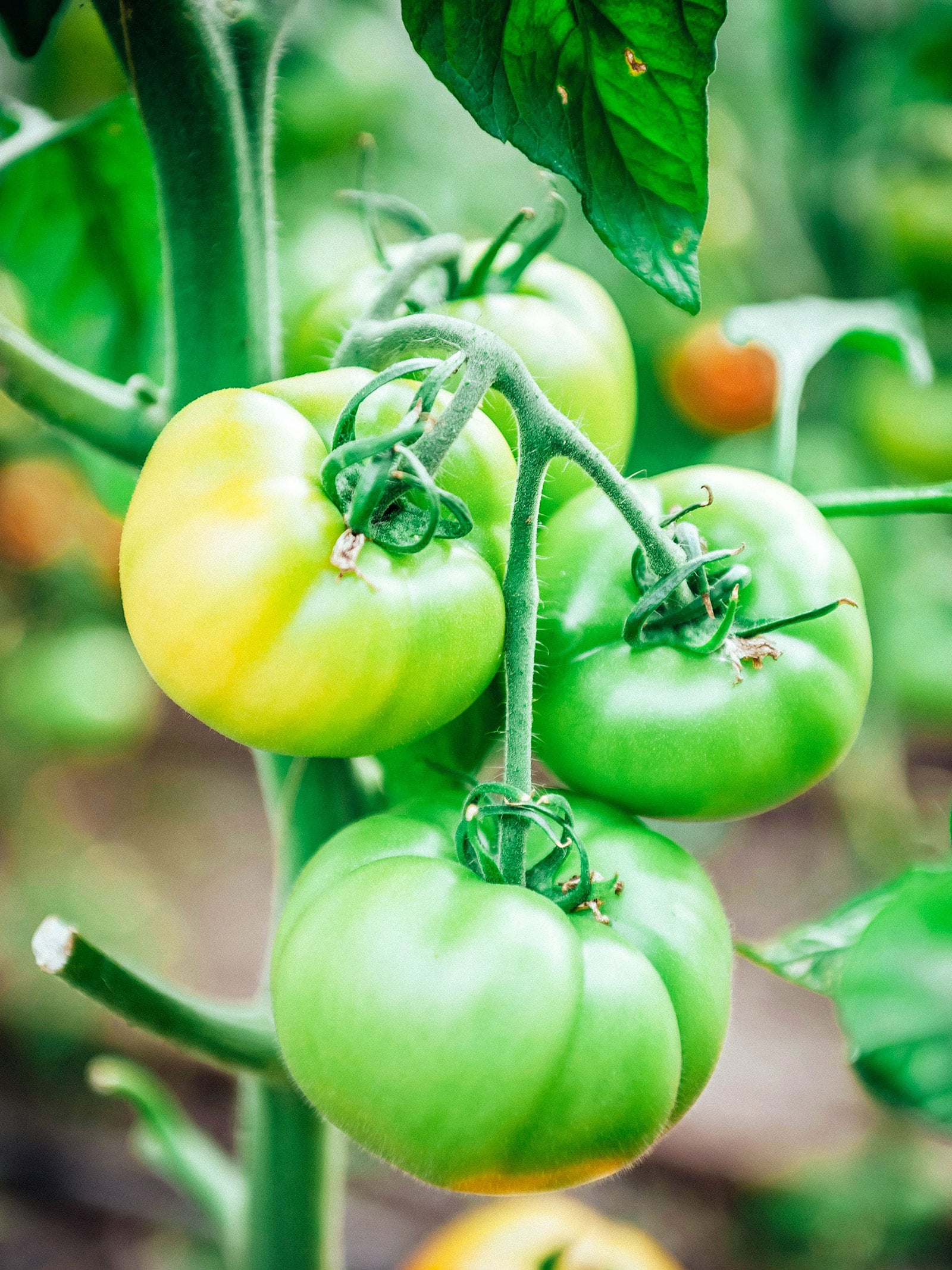 A cluster of large green tomatoes on a vine with one tomato showing a hint of color