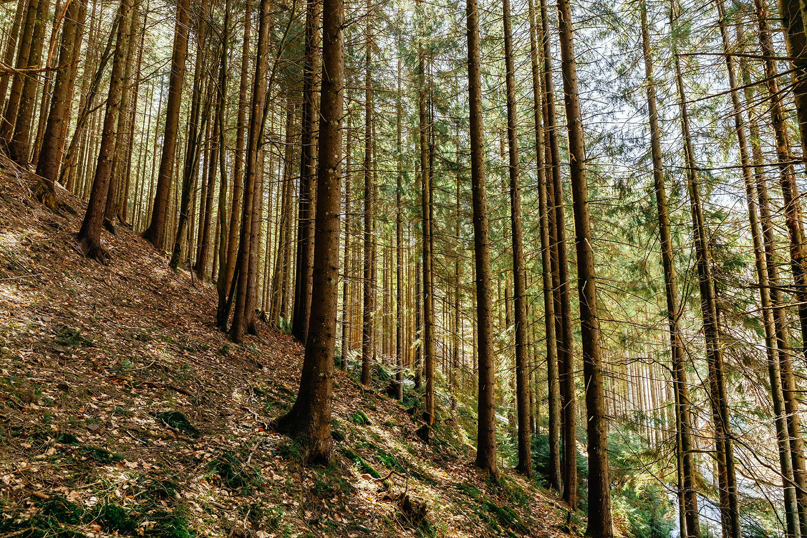 Sloped land with tall pine trees